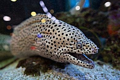 3DM速报：生化危机8或将登陆XGP 艾尔登法环Steam周销五连冠